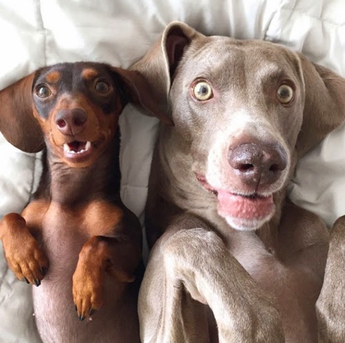 dogs.jpg