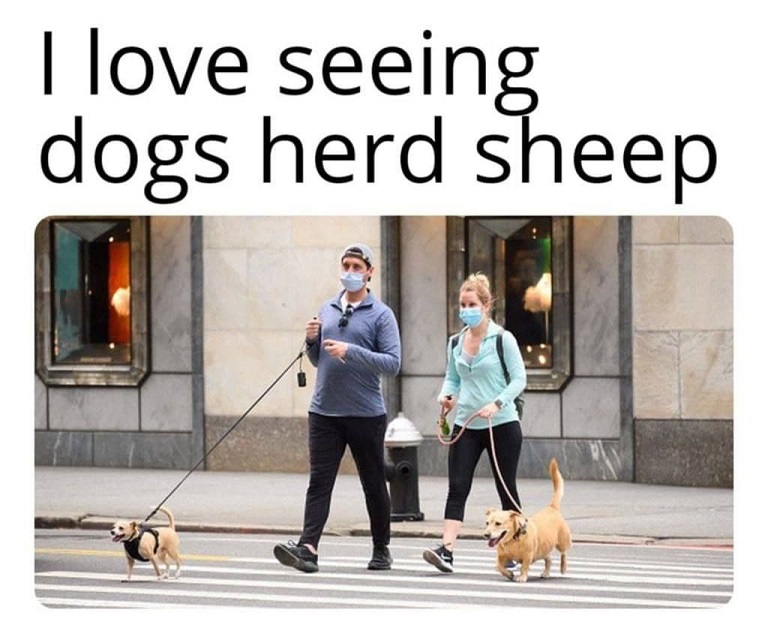 dogs.jpg