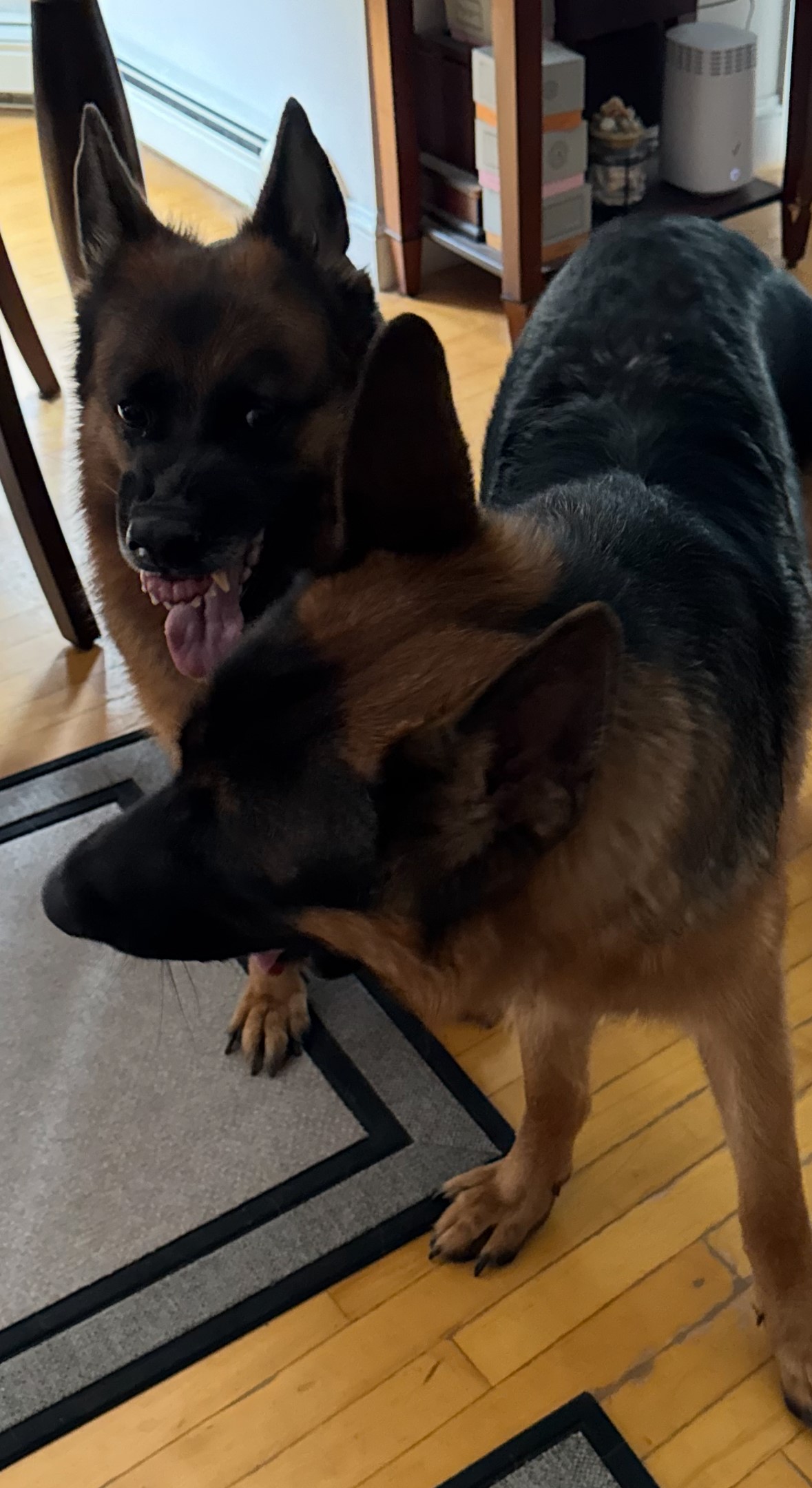 dogs.jpg