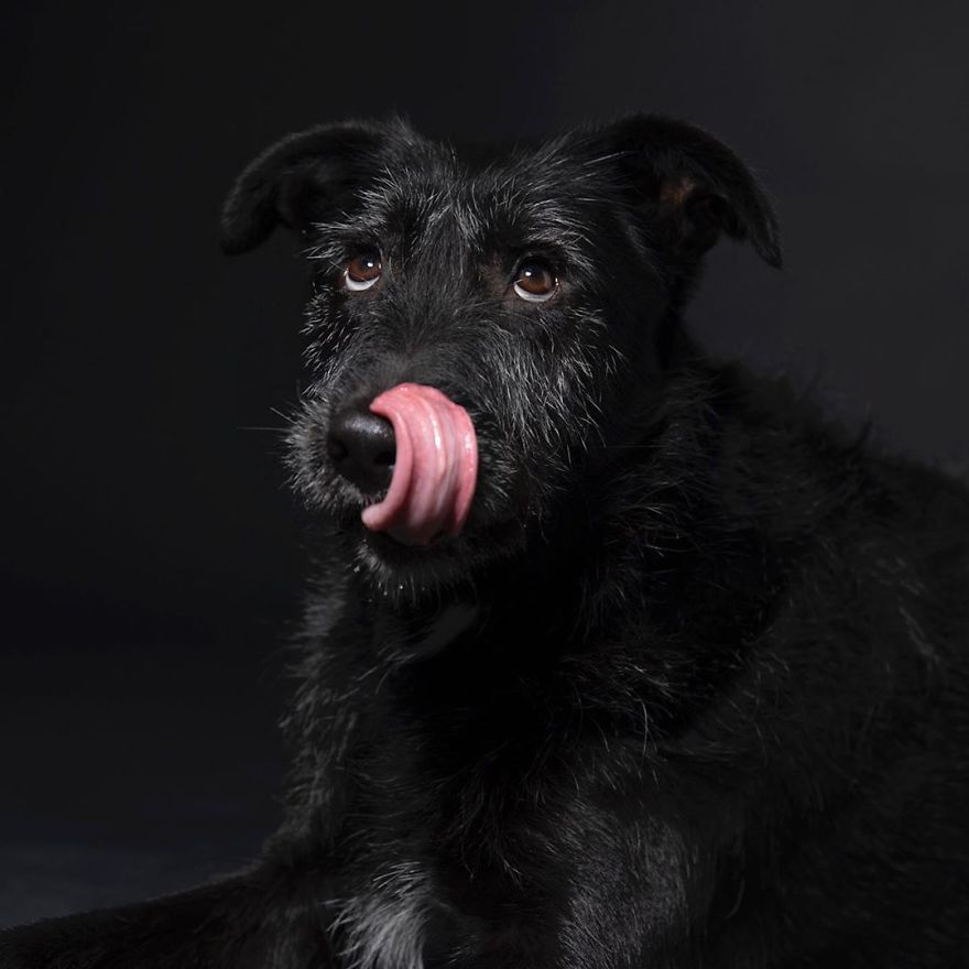 Dogs-keep-us-sane-in-these-crazy-times-5e788855dcb66__880.jpeg