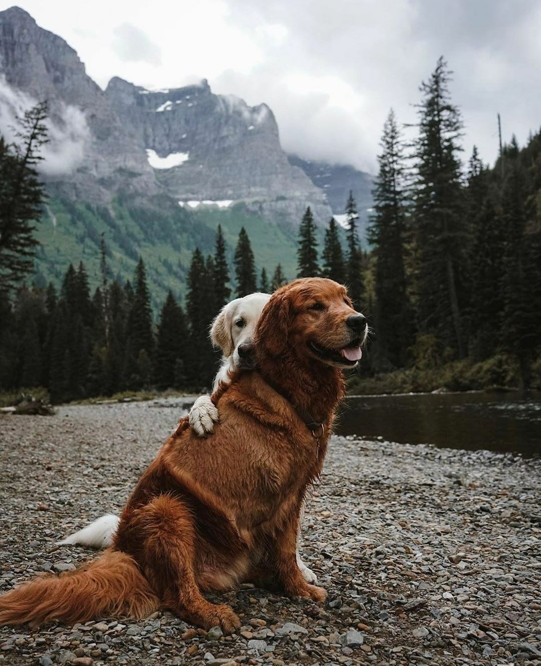 dogs mtn.jpeg