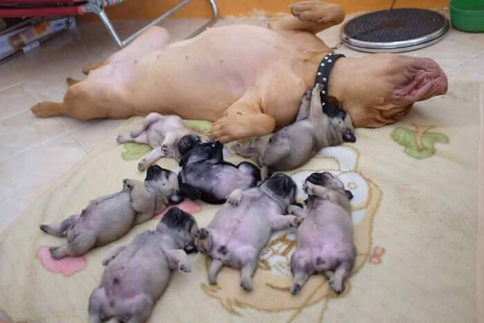 dogs on back.jpeg