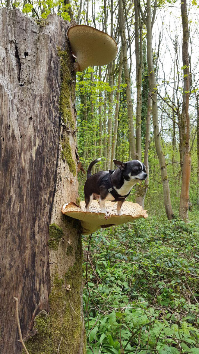 dogs-on-mushrooms2.jpg