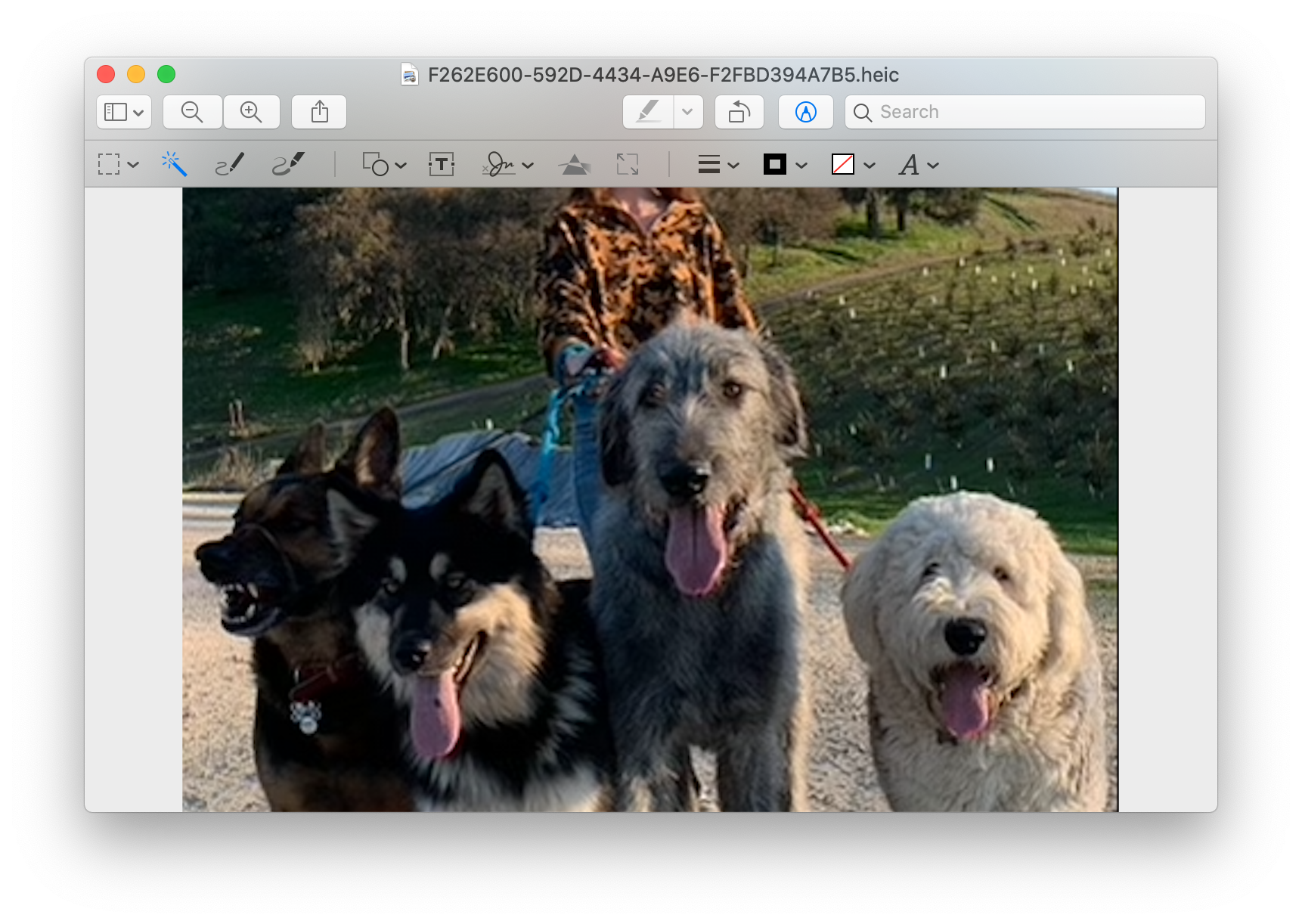 DOGS.png