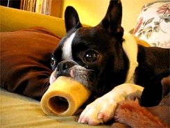 dogs-reigning-champions-13.gif