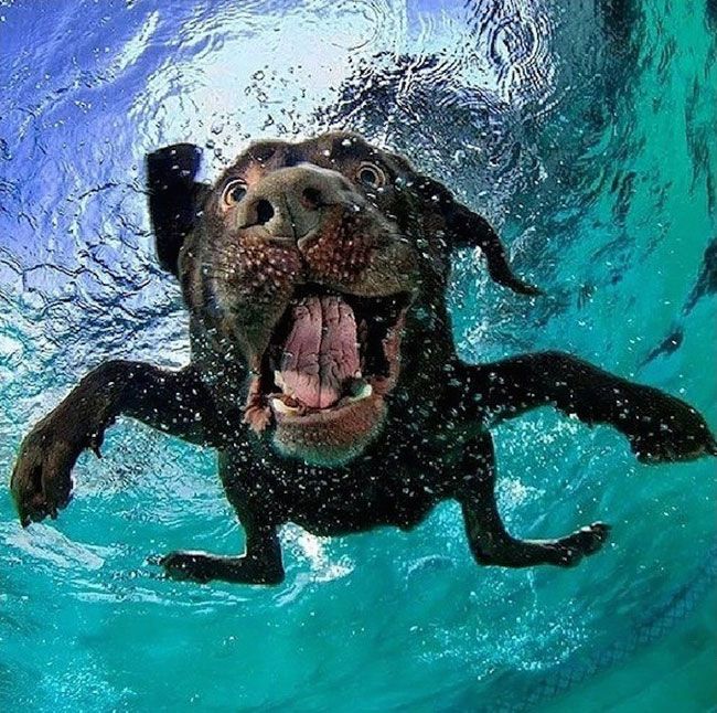 dogs-underwater-2.jpeg