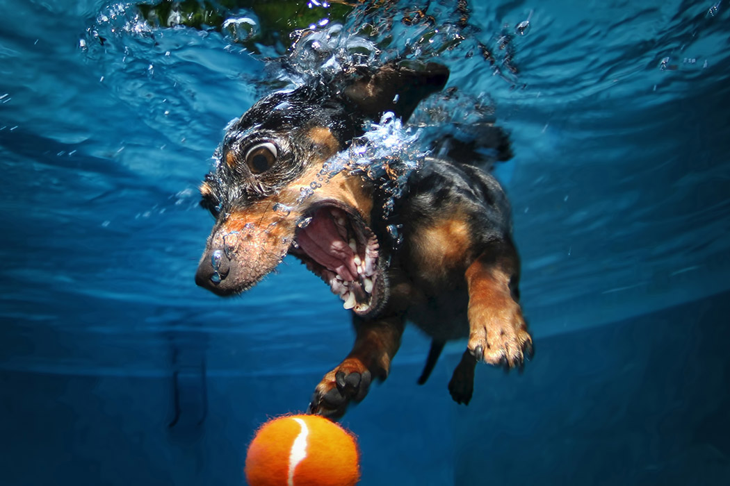 dogs-underwater-4.jpeg