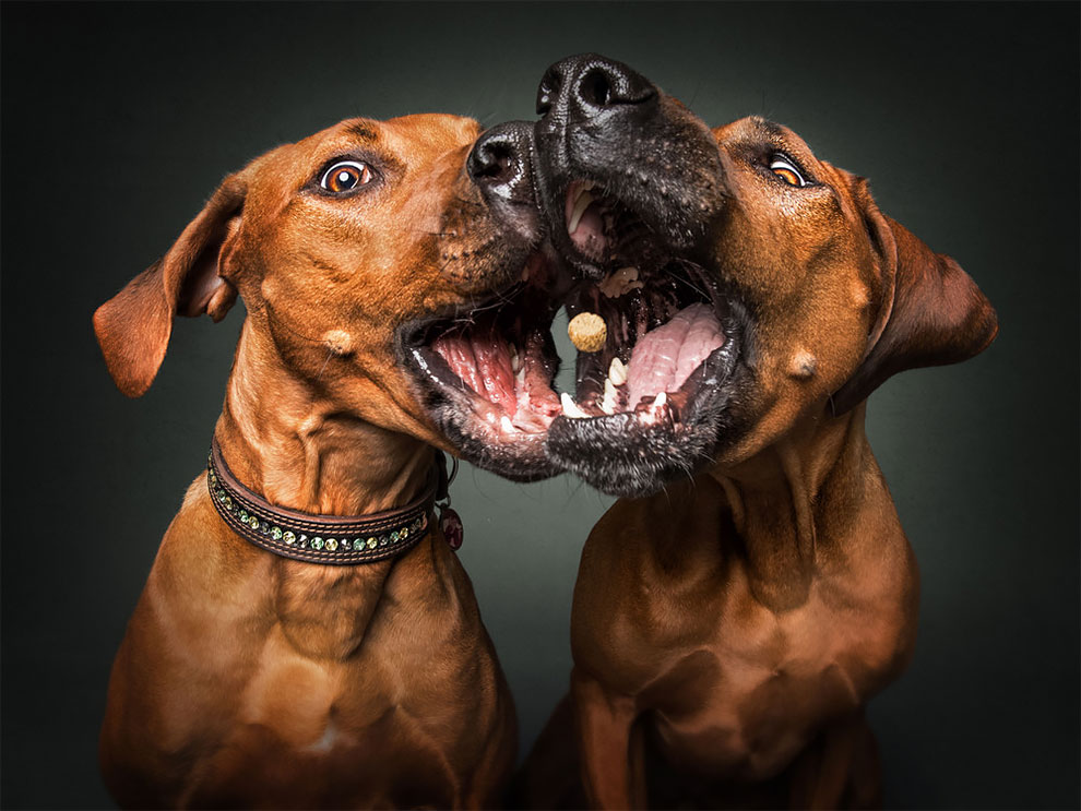 dogs_catching_treats_in_mid_air_christian_vieler_03.jpeg