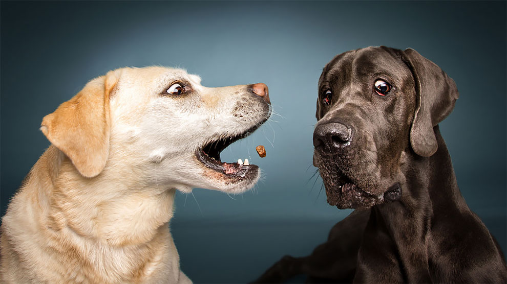 dogs_catching_treats_in_mid_air_christian_vieler_11.jpeg