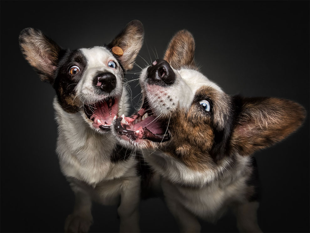 dogs_catching_treats_in_mid_air_christian_vieler_12.jpeg