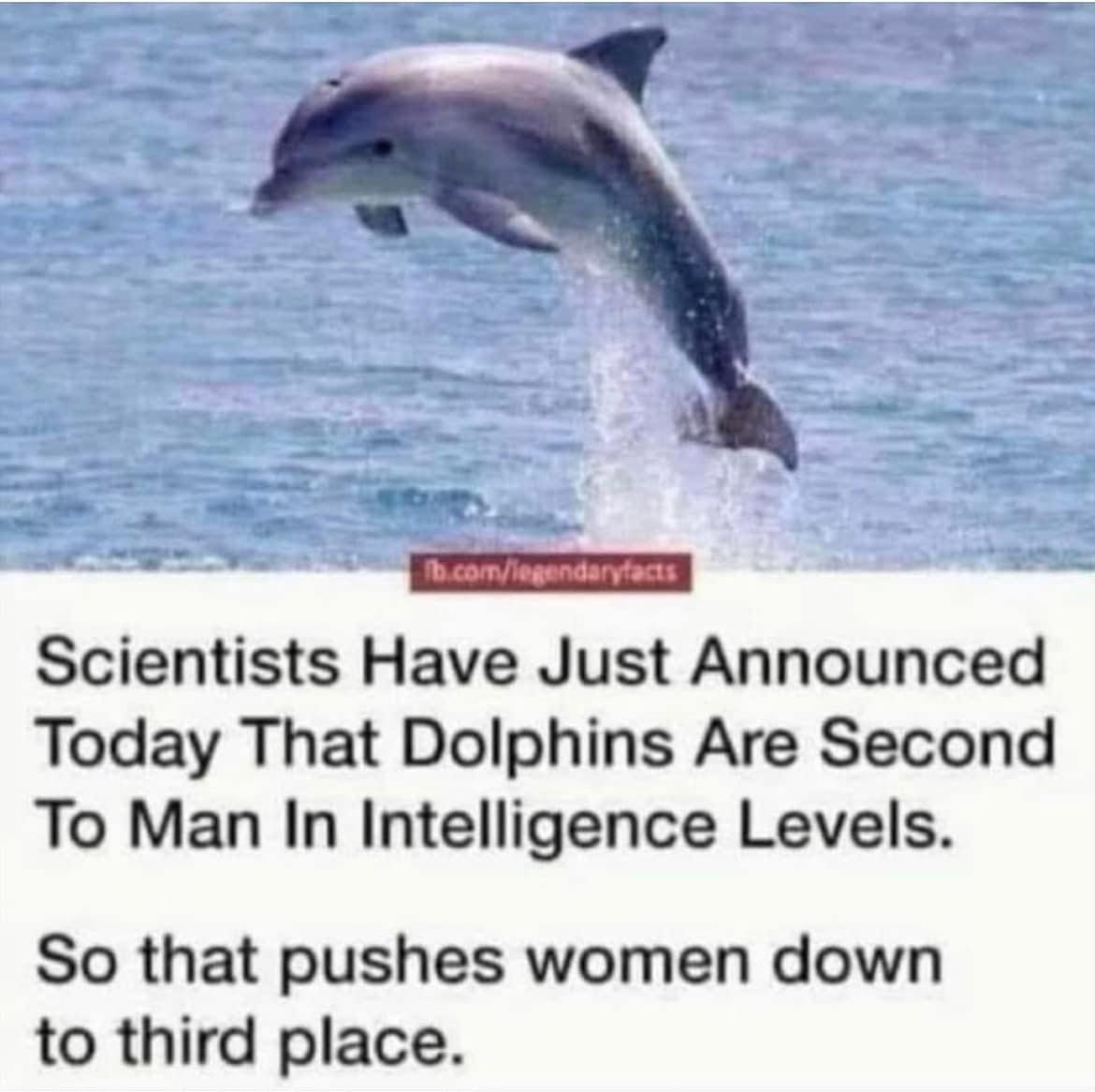 dolphins.jpg