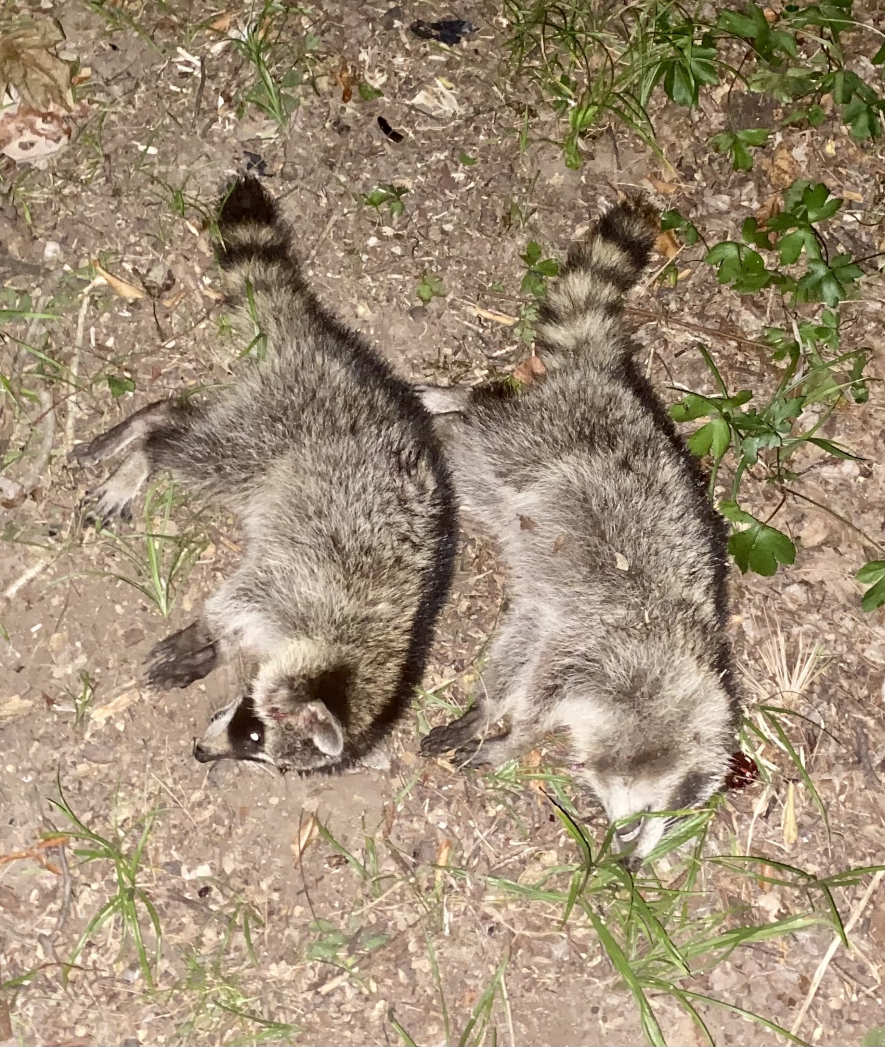 Double!.jpg