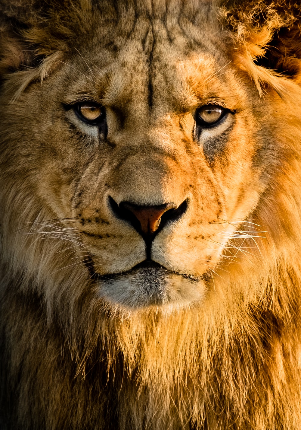 downloadfile-5.jpg