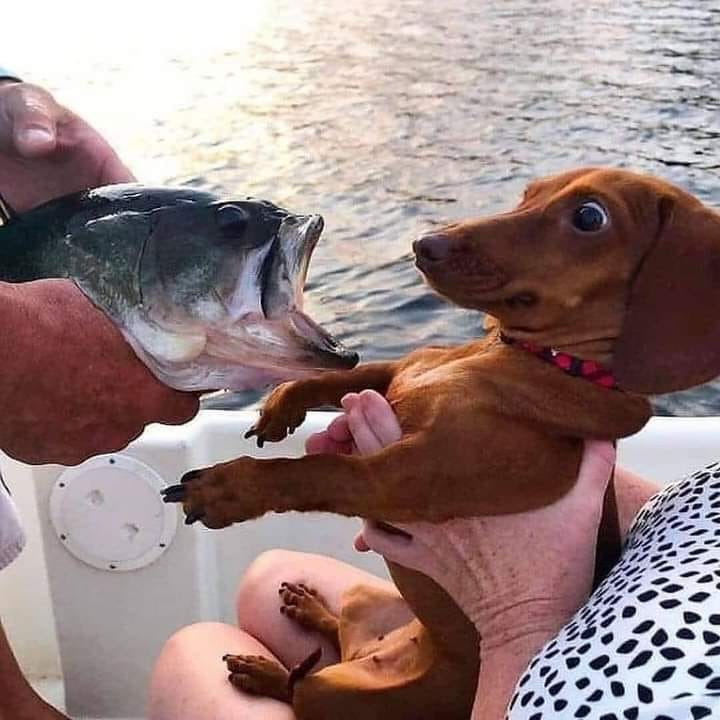 doxy fish.jpeg