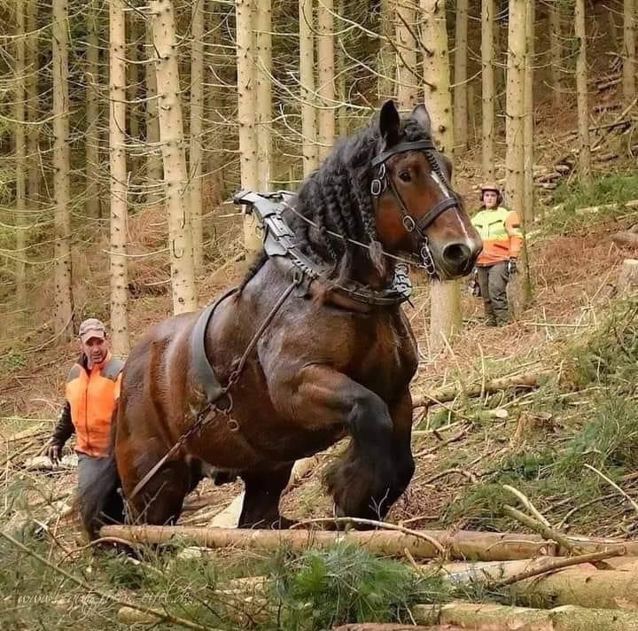 draft horse.jpeg