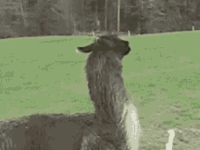 drama llama.gif