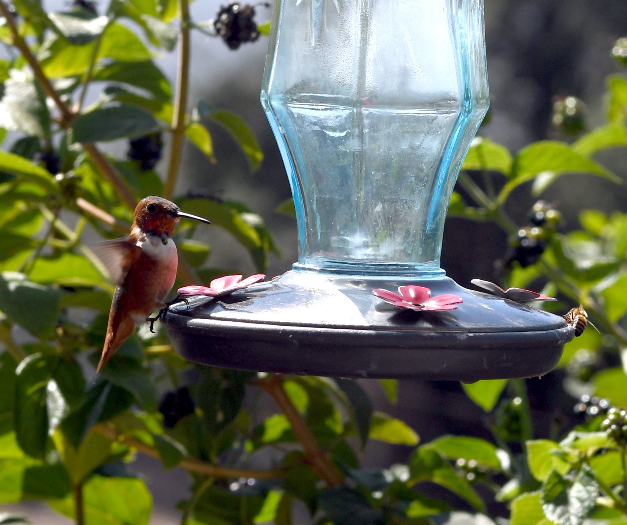 DSC_0730 C.jpg