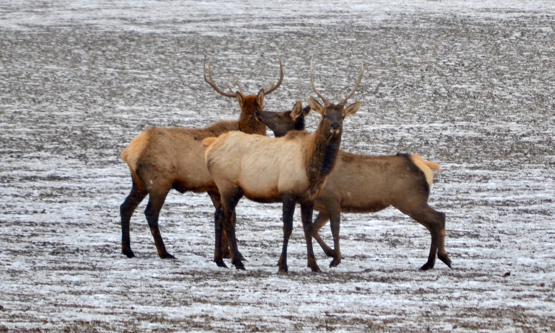 DSC_1784.jpg