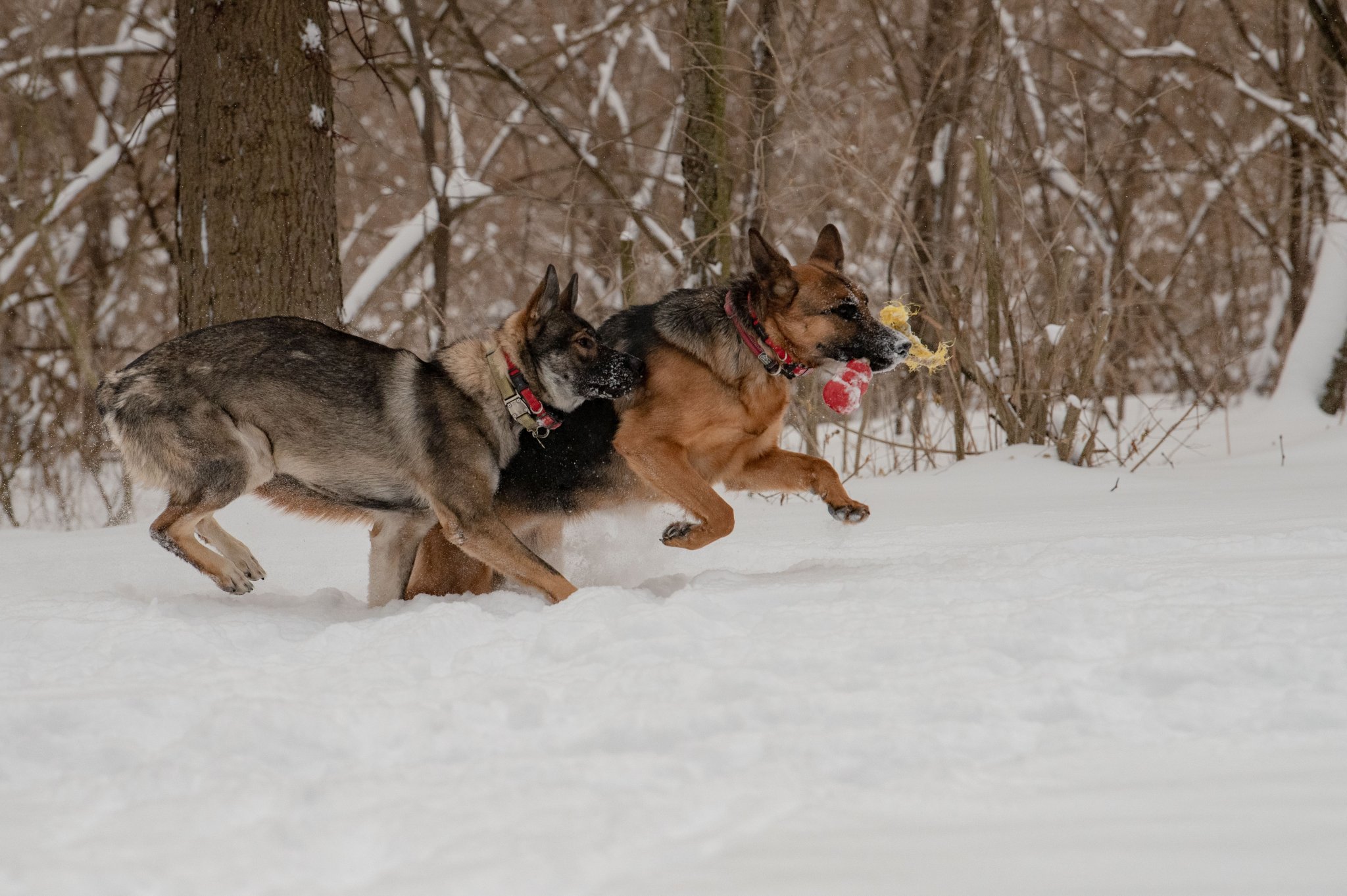 DSC_9037.jpg