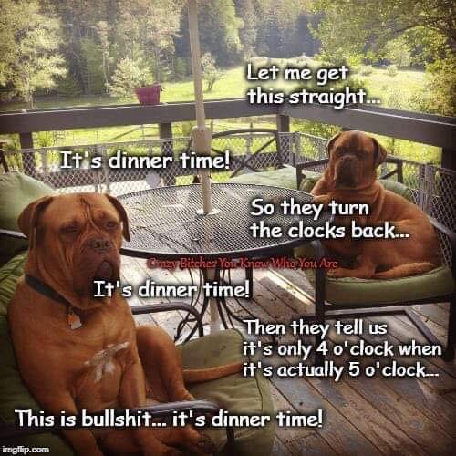 DST dogs.jpg