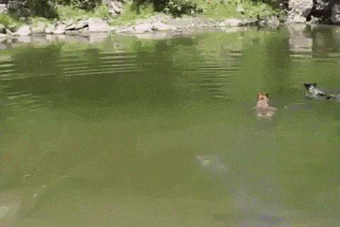 duck dog.gif