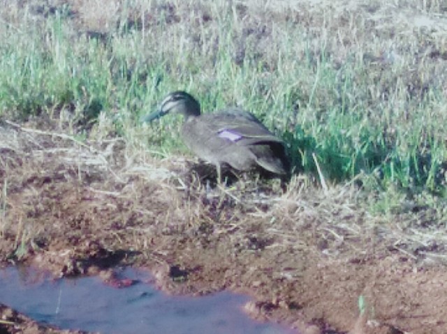 duck.jpg