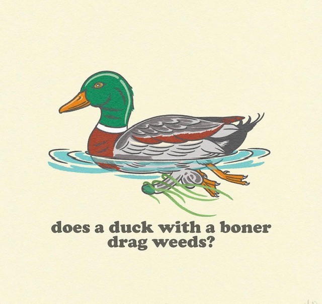duck.jpg