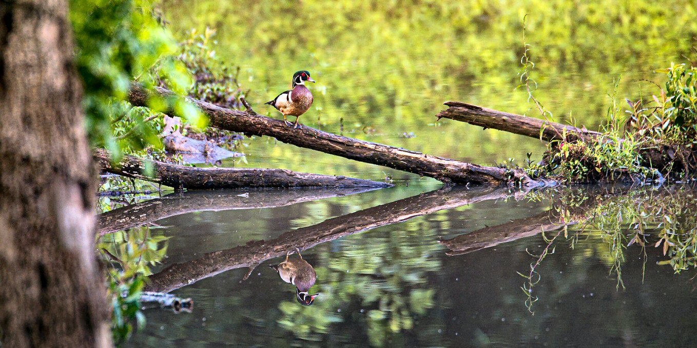 duck reflect.jpg