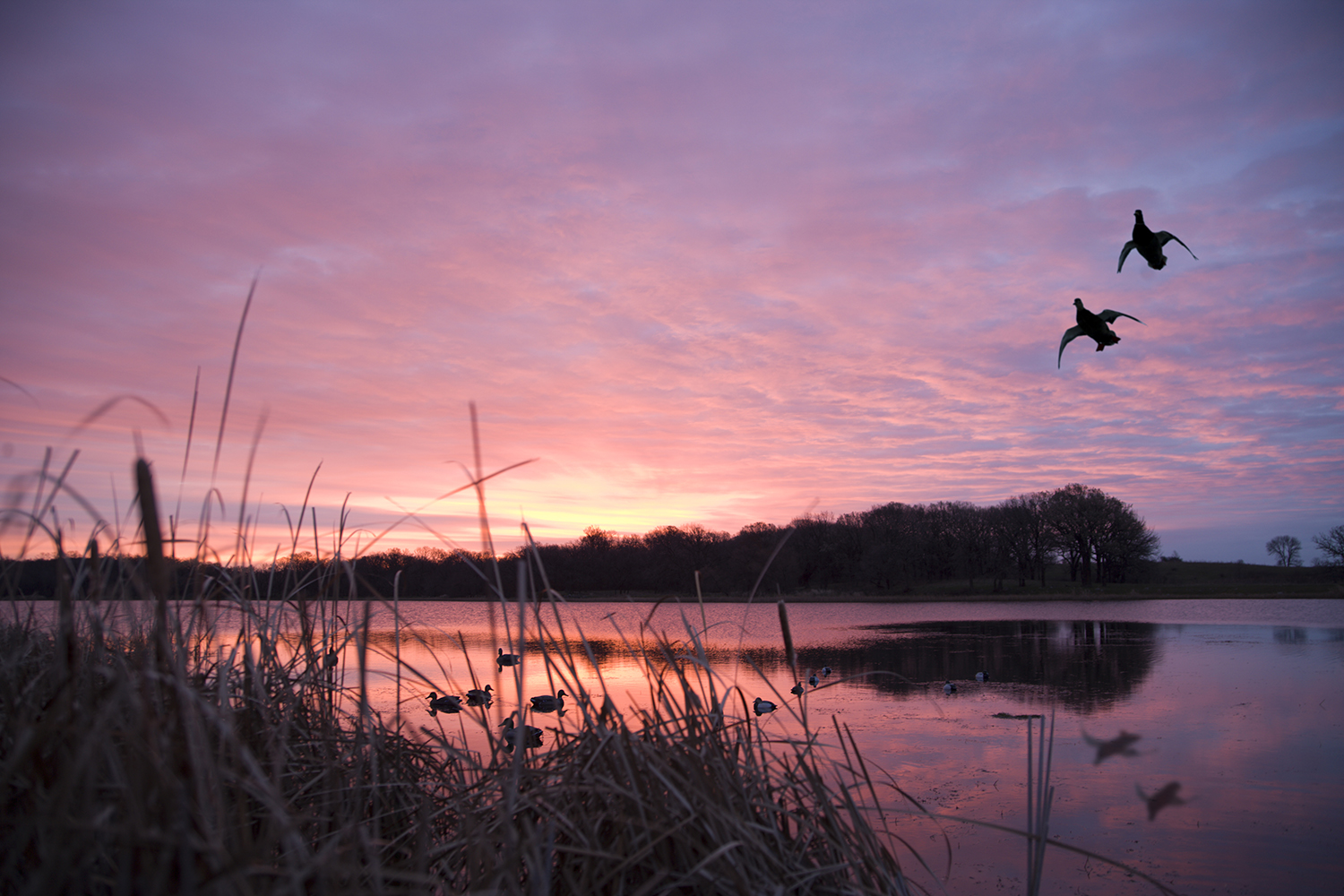 Ducks-landing-at-sunrise-OutDoor-America.jpg