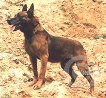 duco.jpg