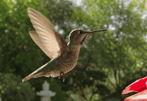 E0C1E921-948C-4B71-8DD1-3BDC99137EA6.gif