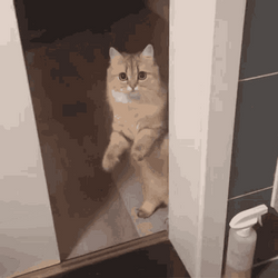 E9CA17E2-CB4A-4B88-8178-B22E2A86C052.gif