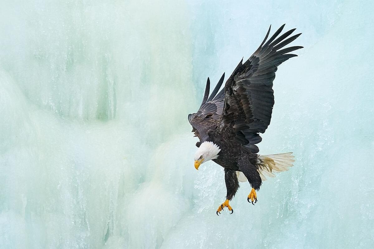 eagle.jpeg