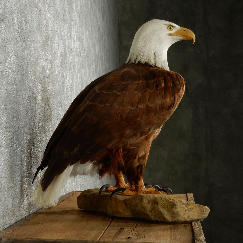 eagle.jpg