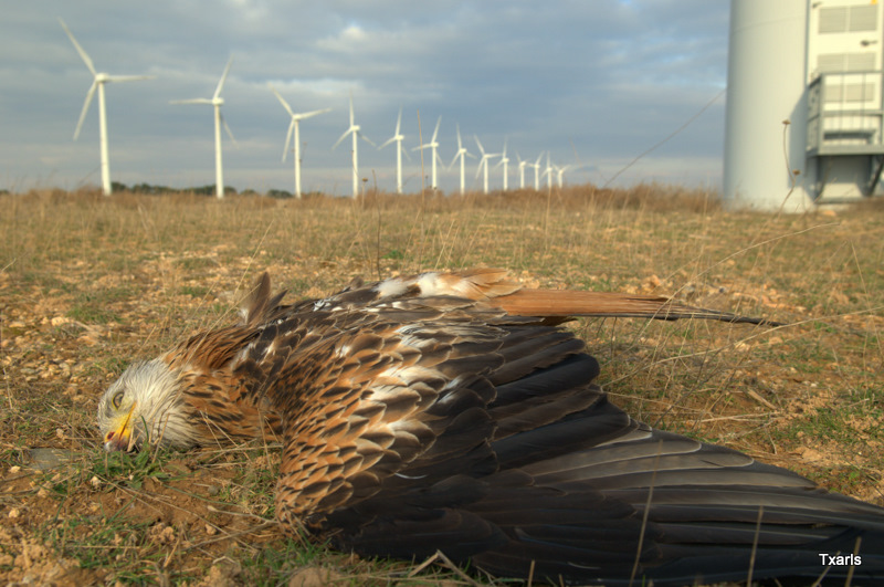 eagle.jpg