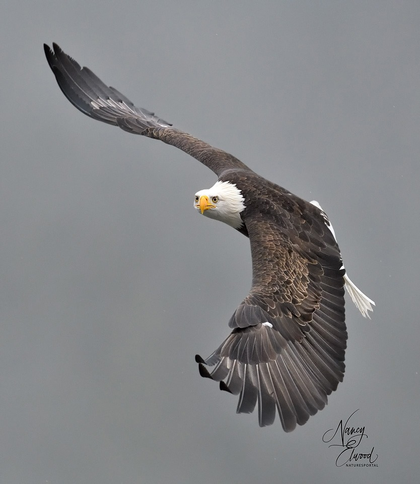 eagle.png