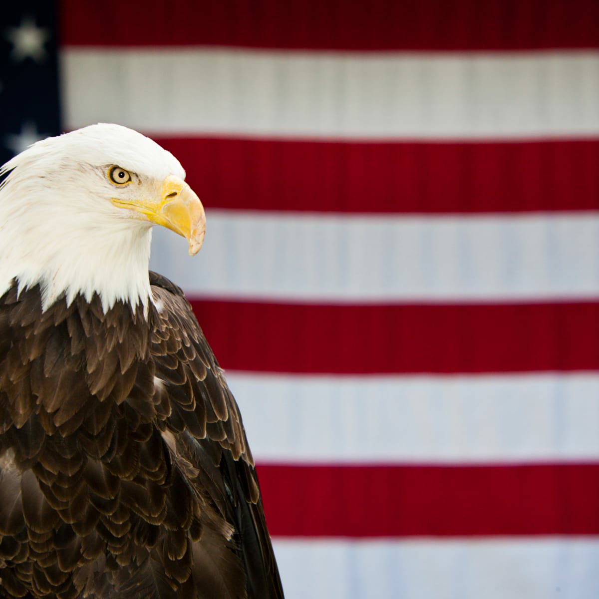 Eagle USA.png