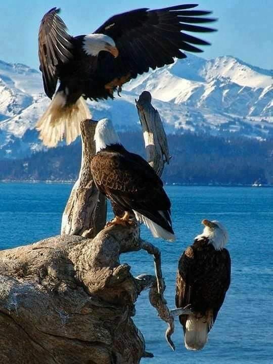 eagles.jpeg