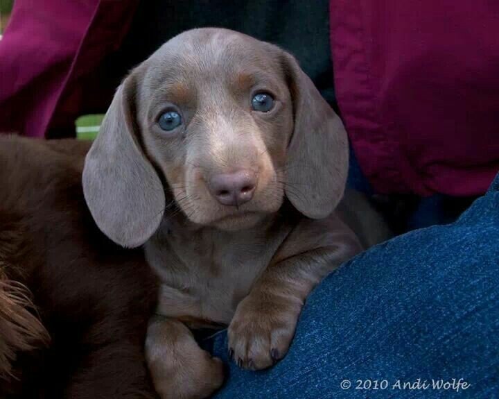 ear pup.jpeg