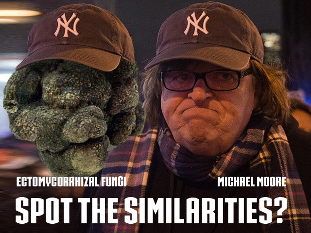 ectomycorrhizal.jpg