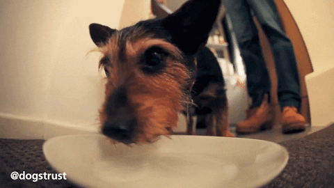 ED09A9BA-87B9-44E6-9136-EF1A7F6F8961.gif