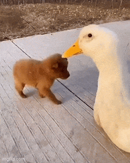 ED9E8E31-AE83-4B17-9A87-208627E998F4.gif