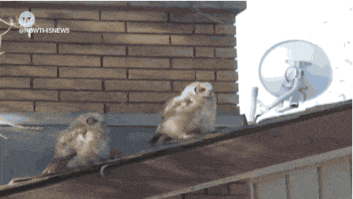 EEDED447-CFB8-49AA-9EEF-C15F7AB67E59.gif