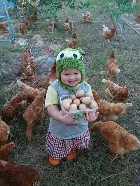 eggs.jpg