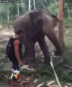 elephant 2.gif