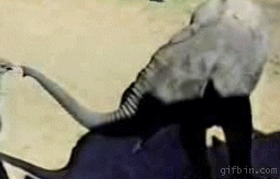 elephant.gif