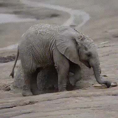 elephant scratch.gif
