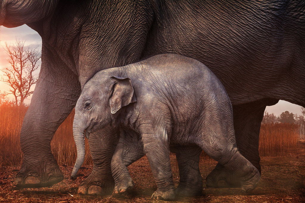 elephants.jpg