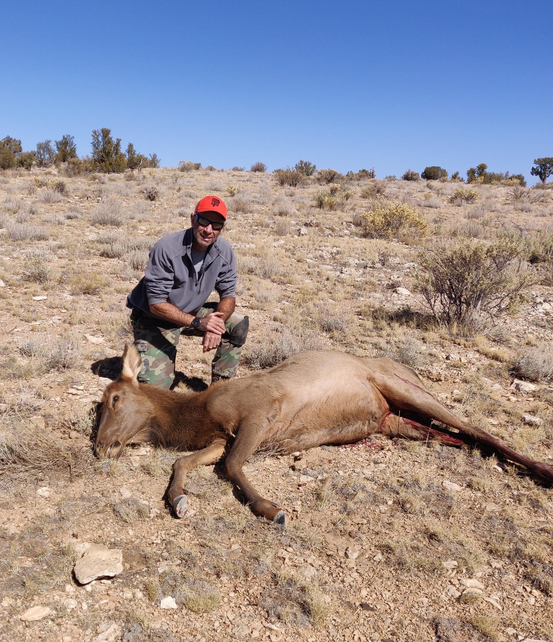 elk (2).jpg