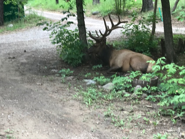 elk at cabin.jpg